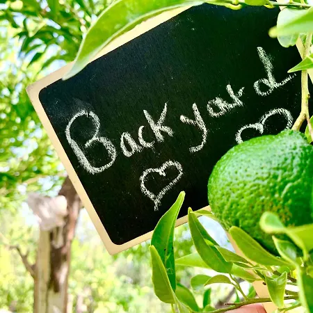 فيلة The Backyard