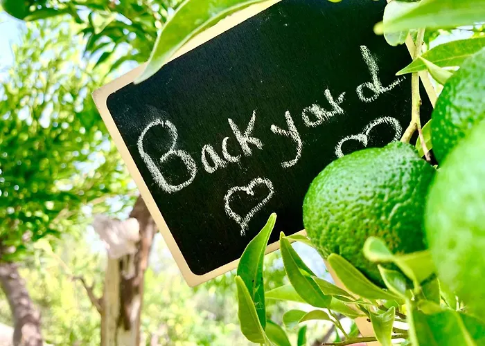 فيلة The Backyard